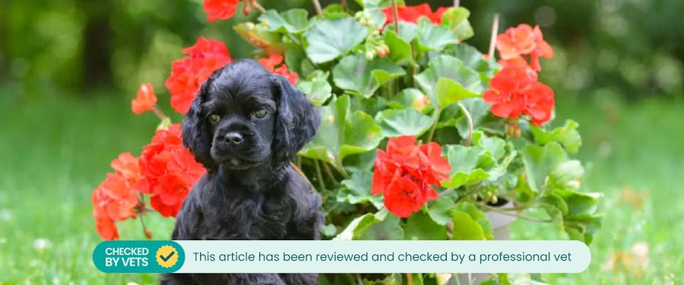 Is cranesbill best sale poisonous to dogs